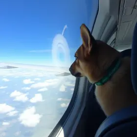 avião colide com pássaro durante decolagem